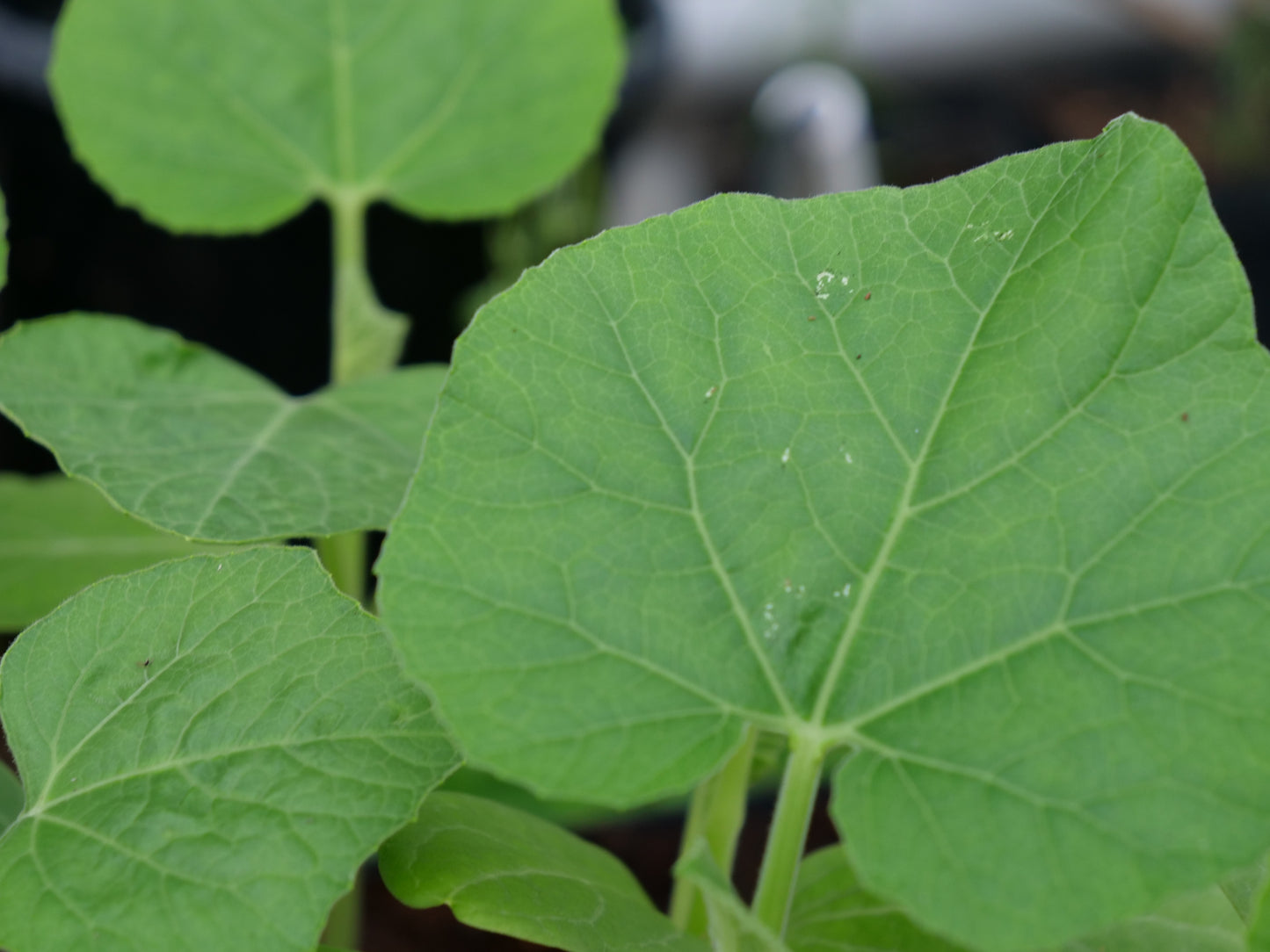 Birdhouse Gourd Seeds