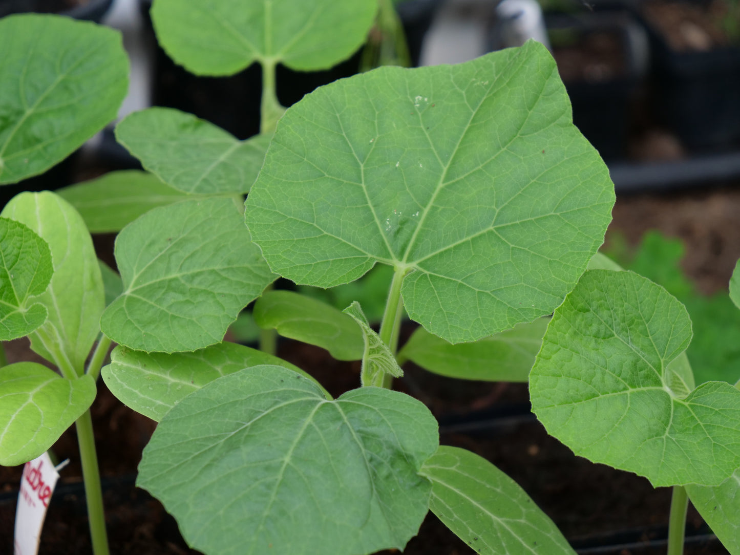 Birdhouse Gourd Seeds